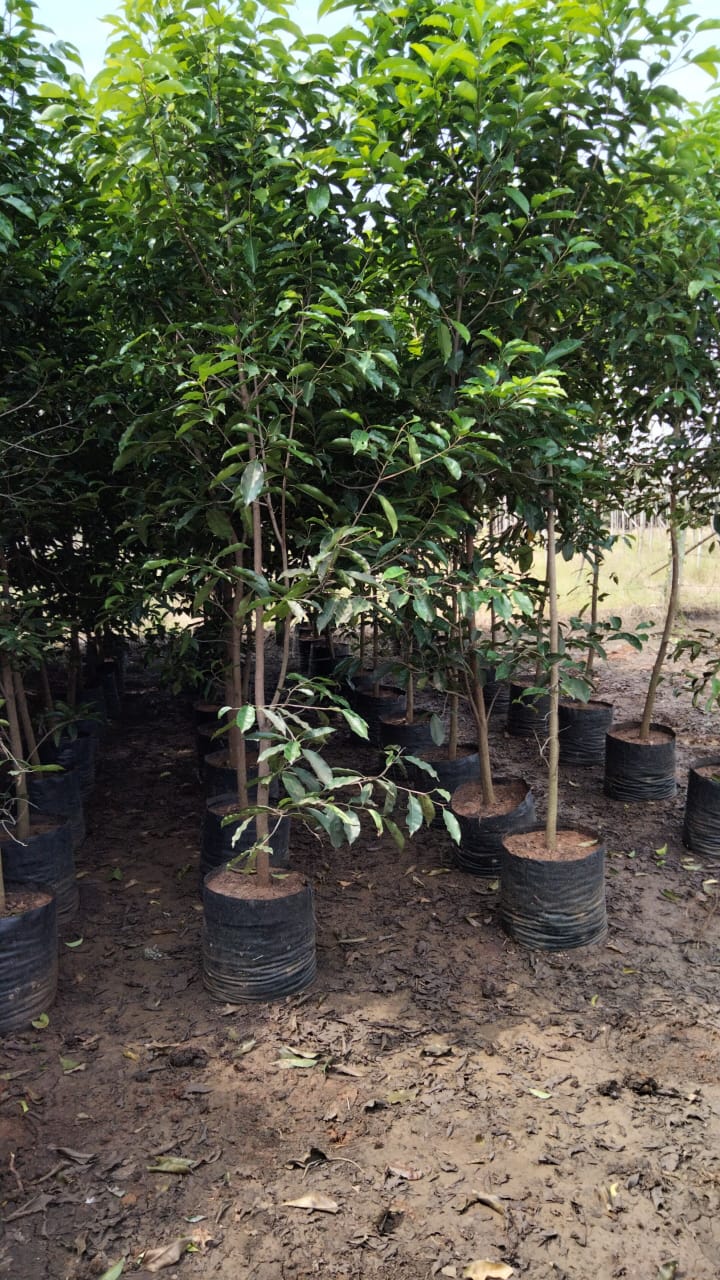 KADIYAM NURSERYS / kadiyam plant nursery / kadiyam online plant